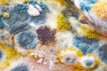 Zatrucie pleśnią – czym może grozić? Jakie są jego objawy?