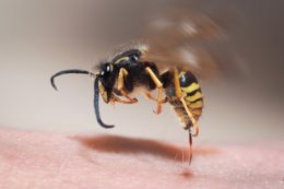 Alergia na jad owadów błonkoskrzydłych