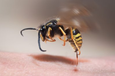 Alergia na jad owadów błonkoskrzydłych