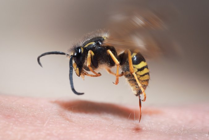 Alergia na jad owadów błonkoskrzydłych