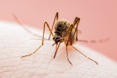 Gorączka Zachodniego Nilu – jak można się zakazić?
