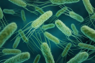 Salmonella – drogi zakażenia, objawy oraz leczenie