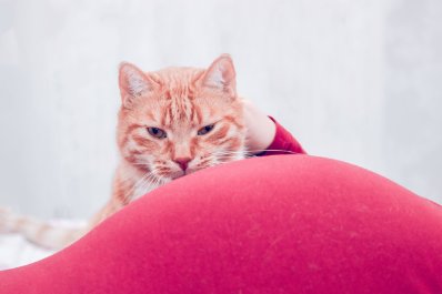 Toksoplazmoza - przyczyny, objawy oraz leczenie