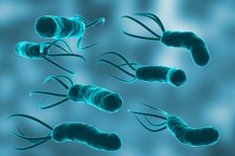 Helicobacter pylori - badania
