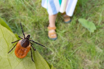 Poznańscy naukowcy przeprowadzili badania nad boreliozą u dzieci